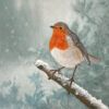 Robin in Winter